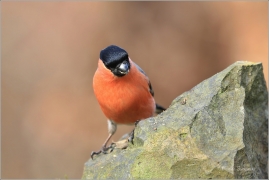 <p>HÝL OBECNÝ (Pyrrhula pyrrhula) Šluknovsko - Jiříkov ------- /Eurasian bullfinch - Gimpel/</p>